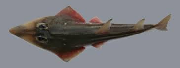 Image result for Rhynchobatus djiddensis