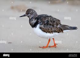 Attēlu rezultāti vaicājumam “Arenaria interpres adult”