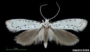 Attēlu rezultāti vaicājumam “Yponomeuta malinellus / cagnagella”