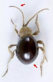 Attēlu rezultāti vaicājumam “Anobiidae”