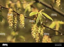 Attēlu rezultāti vaicājumam “Carpinus betulus female flower”