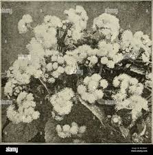 Image result for Adlumia cirrhosa