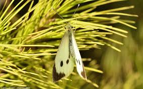 Attēlu rezultāti vaicājumam “Pieris brassicae female”