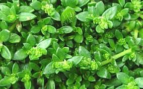 Attēlu rezultāti vaicājumam “Herniaria glabra flower”