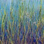 Attēlu rezultāti vaicājumam “Lobelia dortmanna leaf”