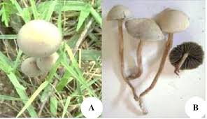 Attēlu rezultāti vaicājumam “Panaeolus papilionaceus”