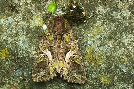 Attēlu rezultāti vaicājumam “Trachea atriplicis”