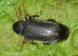 Attēlu rezultāti vaicājumam “Anobium pertinax”