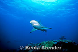 Image result for Carcharhinus galapagensis