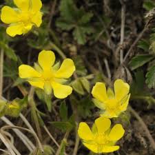 Attēlu rezultāti vaicājumam “Potentilla arenaria leaf”