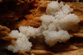 Attēlu rezultāti vaicājumam “Oligonema favogineum young”