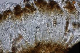 Attēlu rezultāti vaicājumam “Alyxoria varia”