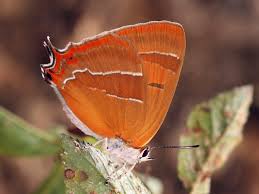 Attēlu rezultāti vaicājumam “Thecla betulae male”