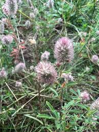 Attēlu rezultāti vaicājumam “Trifolium arvense fruit”