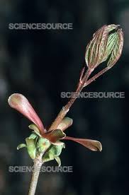 Attēlu rezultāti vaicājumam “Acer saccharinum bud”