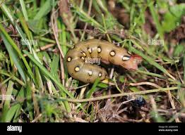 Attēlu rezultāti vaicājumam “Hyles gallii imago”