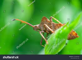 Attēlu rezultāti vaicājumam “Coreus marginatus”