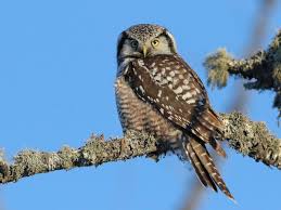 Image result for Surnia ulula