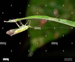 Attēlu rezultāti vaicājumam “Trichoptera”