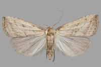 Attēlu rezultāti vaicājumam “Hypenodes humidalis”