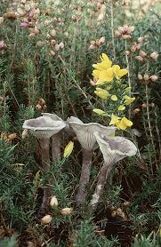 Attēlu rezultāti vaicājumam “Cantharellula umbonata”