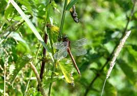 Attēlu rezultāti vaicājumam “Coenagrion armatum male”