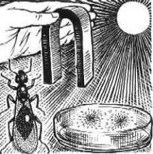 Image result for Viktor Grebennikov