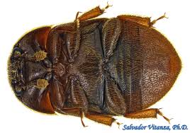 Attēlu rezultāti vaicājumam “Nitidulidae”