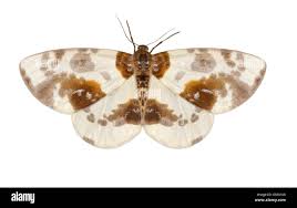 Attēlu rezultāti vaicājumam “Abraxas sylvata imago”