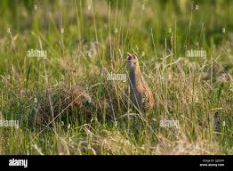 Attēlu rezultāti vaicājumam “Crex crex adult”