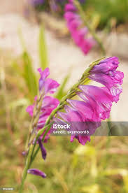 Attēlu rezultāti vaicājumam “Gladiolus imbricatus flower”