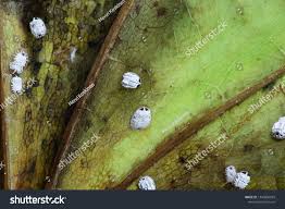 Attēlu rezultāti vaicājumam “Aleurochiton aceris nymph”