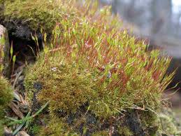 Attēlu rezultāti vaicājumam “Ceratodon purpureus”
