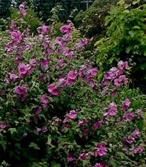 Image result for Lavatera thuringiaca