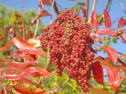 Attēlu rezultāti vaicājumam “Trifolium spadiceum fruit”