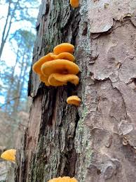 Attēlu rezultāti vaicājumam “Phyllotopsis nidulans”