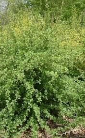 Attēlu rezultāti vaicājumam “Ribes uva-crispa”