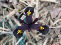 Attēlu rezultāti vaicājumam “Iris reticulata”
