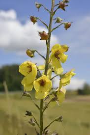 Attēlu rezultāti vaicājumam “Verbascum blattaria leaf”