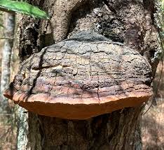 Attēlu rezultāti vaicājumam “Phellinus”