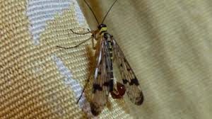 Attēlu rezultāti vaicājumam “Panorpa communis”