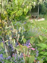 Attēlu rezultāti vaicājumam “Cercidiphyllum japonicum flower”