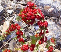 Image result for chenopodium foliosum