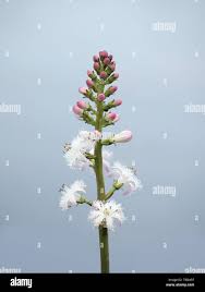 Attēlu rezultāti vaicājumam “Menyanthes trifoliata fruit”