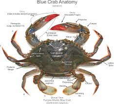 Image result for Callinectes sapidus