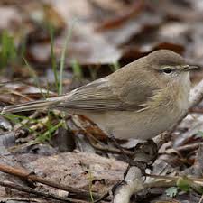 Attēlu rezultāti vaicājumam “Phylloscopus collybita adult”