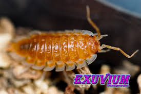 Attēlu rezultāti vaicājumam “Oniscus asellus”