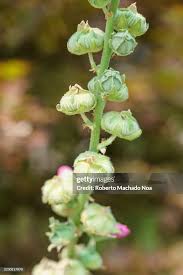 Attēlu rezultāti vaicājumam “Alcea rosea bud”