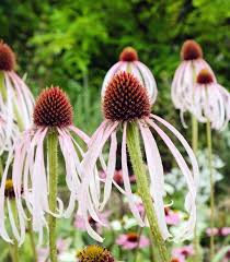 Image result for Echinacea pallida