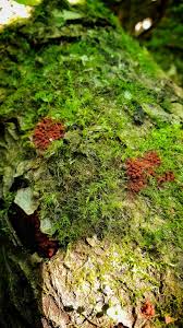 Attēlu rezultāti vaicājumam “Arcyria denudata stalked”